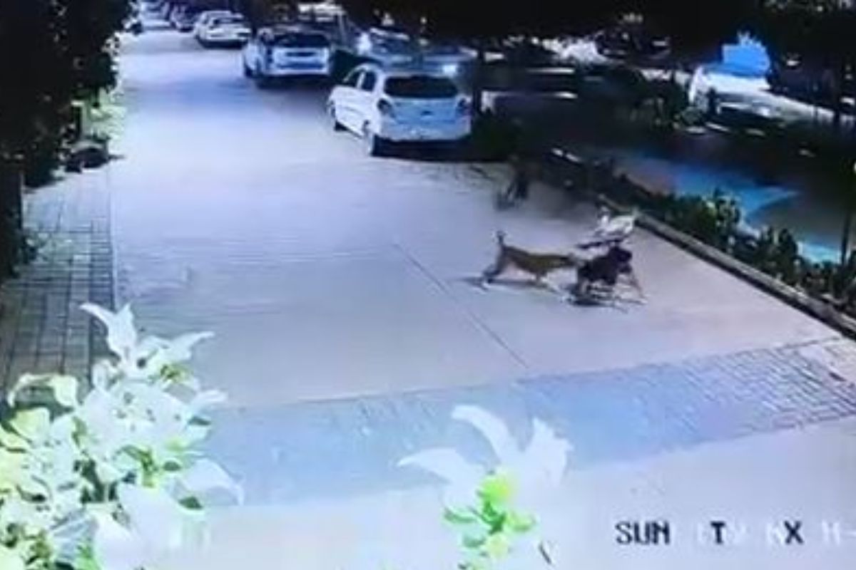 Rajnandgaon News: सनसिटी कॉलोनी में आवारा कुत्तों का हमला, घायल बच्चे का अस्पताल में इलाज जारी हेडलाइन 5: