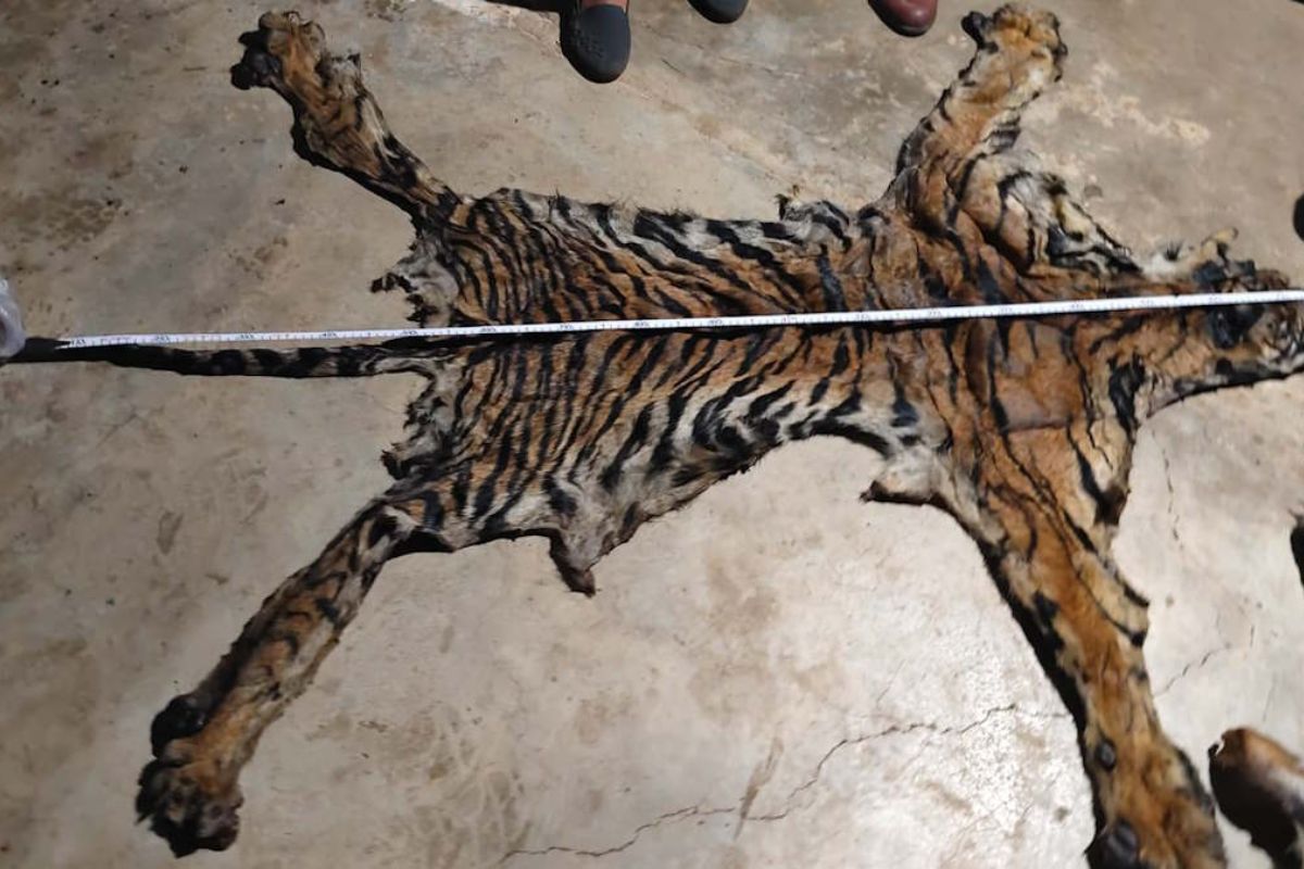CG Wildlife Crime: वन्यजीव तस्करों पर बड़ा शिकंजा, पुलिस विभाग से जुड़े दो आरोपी गिरफ्तार