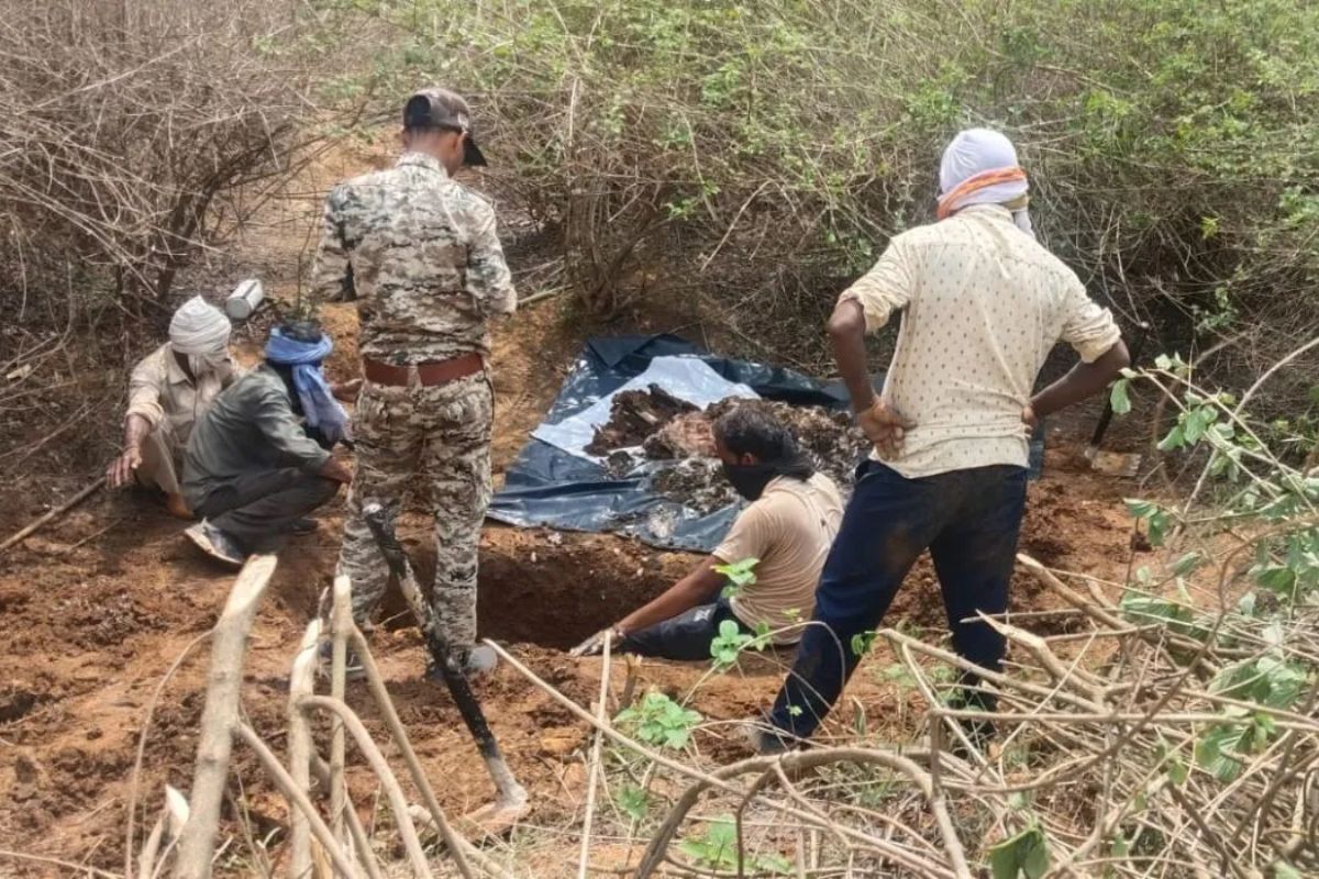 Satna Tiger Death: सतना में बाघ की संदिग्ध मौत का खुलासा, जंगल में दफन मिला कंकाल; वन विभाग की कार्यप्रणाली पर उठे सवाल