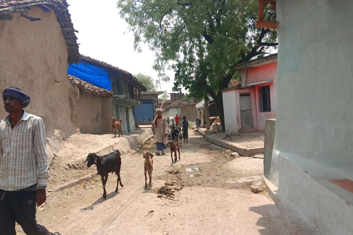 CG News: न नकदी, न जेवर… चोरों की नजर पड़ी बकरियों पर, कटघोरा में लाखों की पशुधन चोरी