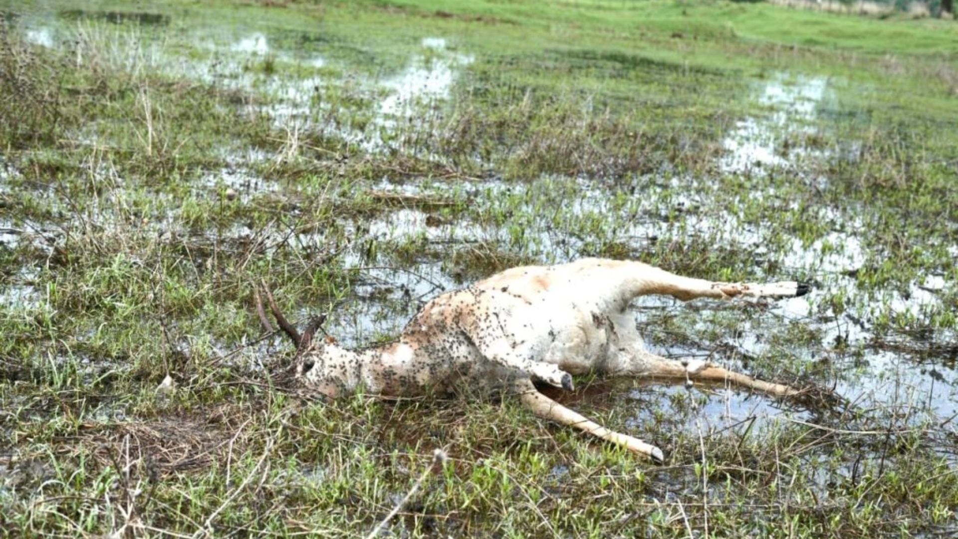 Baloda Bazar News: अभयारण्य में लगातार मिले तीन चीतलों के शव, वन विभाग ने पोस्टमार्टम के बाद शुरू की जांच