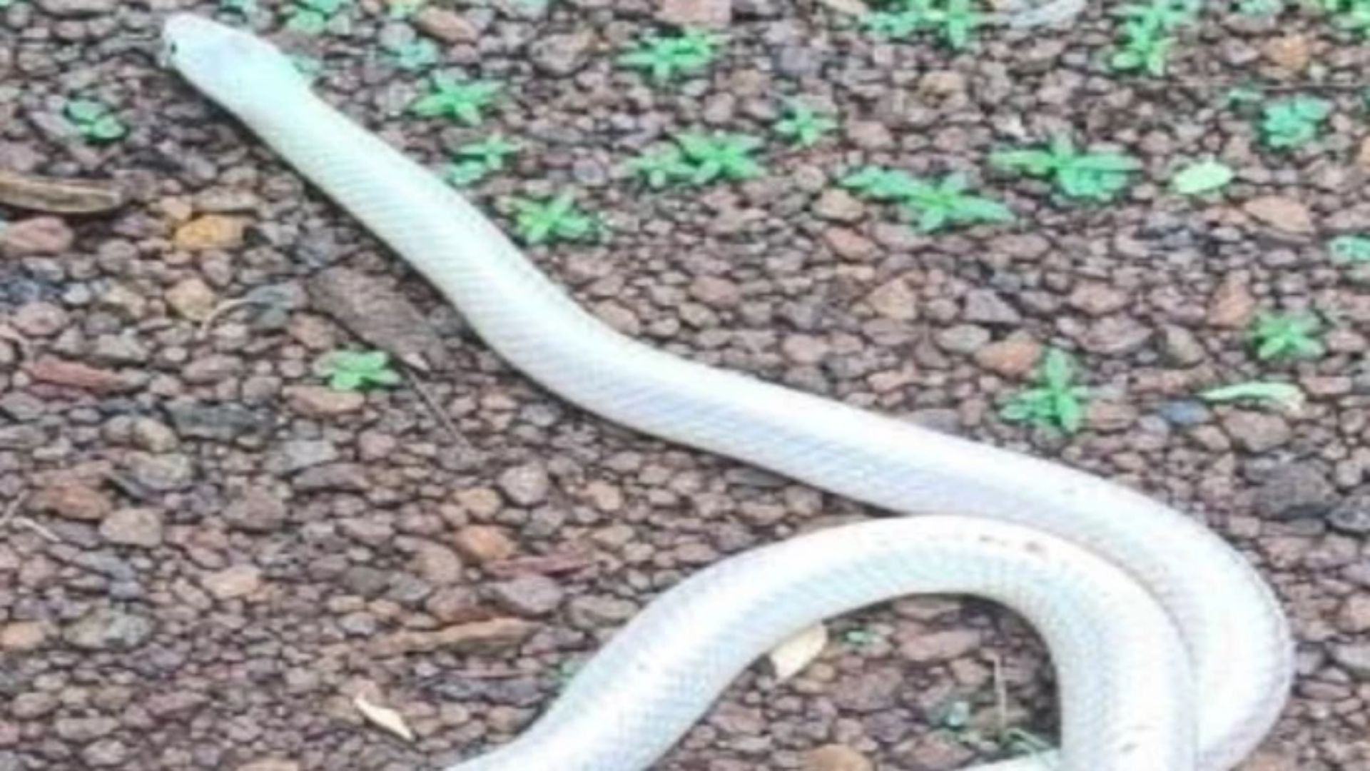 Bhilai News: चरौदा में दिखा सफेद करैत का दुर्लभ अवतार, वन विभाग ने सुरक्षित जंगल में छोड़ा