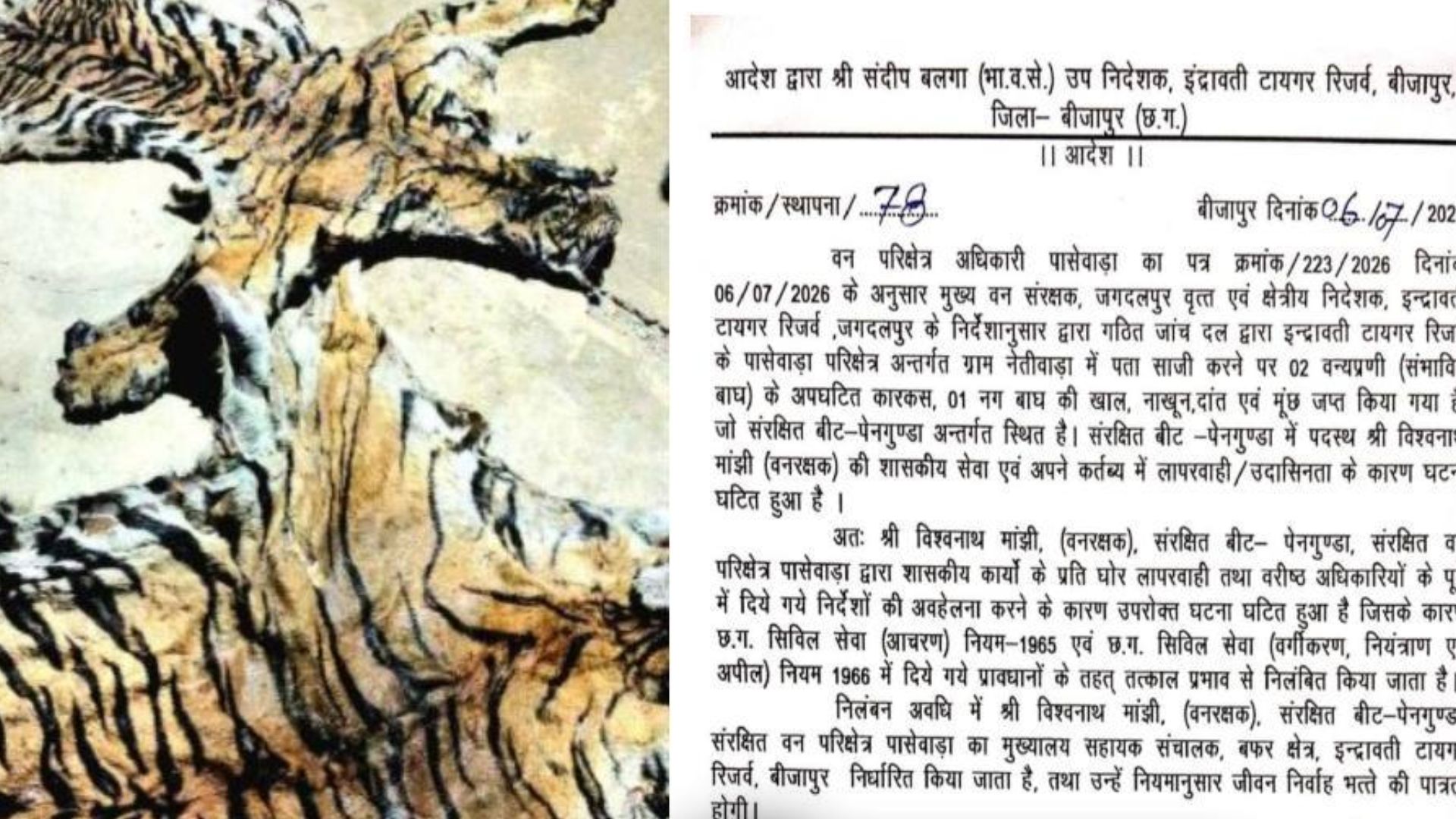 Bijapur News: बाघ शिकार कांड: 7 आरोपी जेल में, जांच के बीच वन विभाग ने तीन कर्मचारियों को किया सस्पेंड