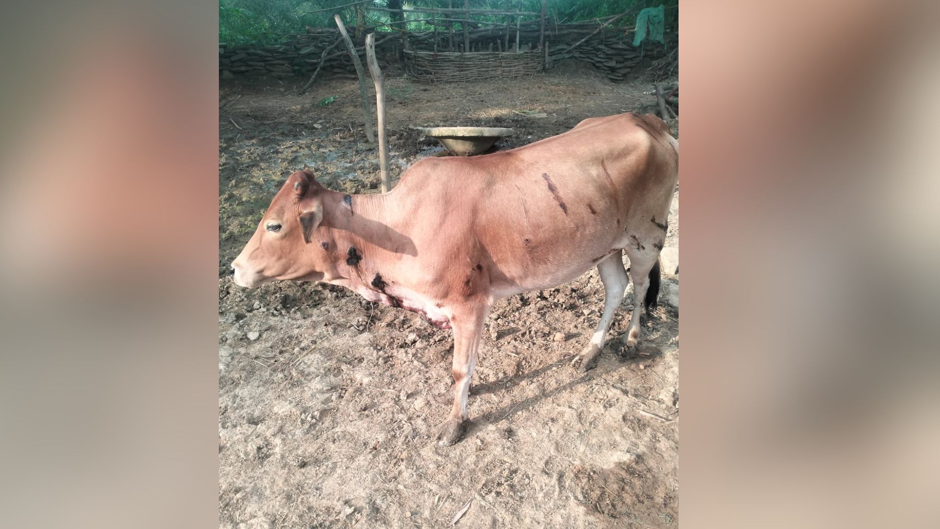 Bakwawand News: गाय पर बाघ के हमले से ग्रामीणों में बढ़ी चिंता, निगरानी पर उठे सवाल