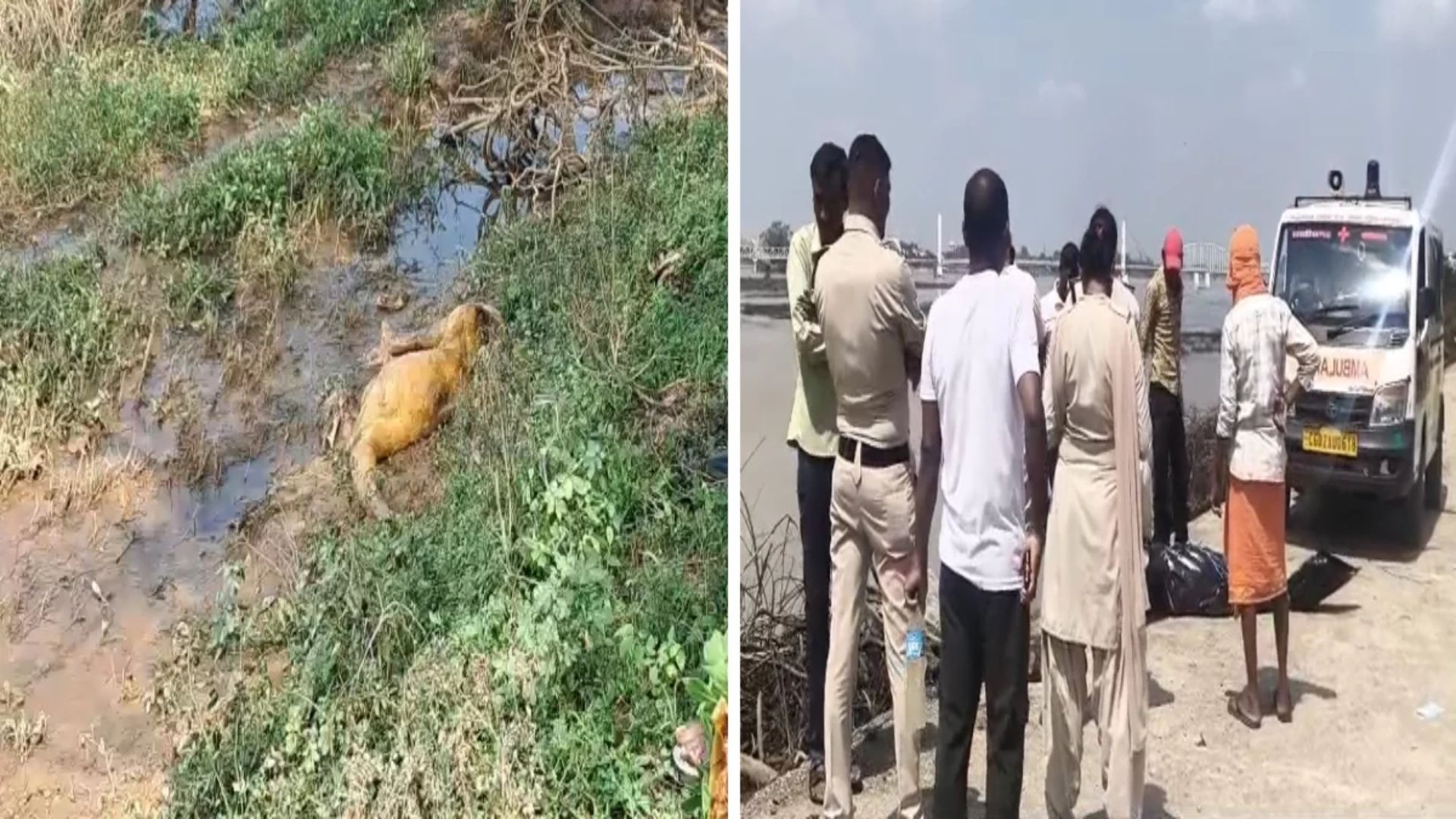 Rajim News: राजिम में पैरी नदी से मिले दो शव, नवागांव एनीकेट और माणिकांचन के पास मिले शवों से मचा हड़कंप