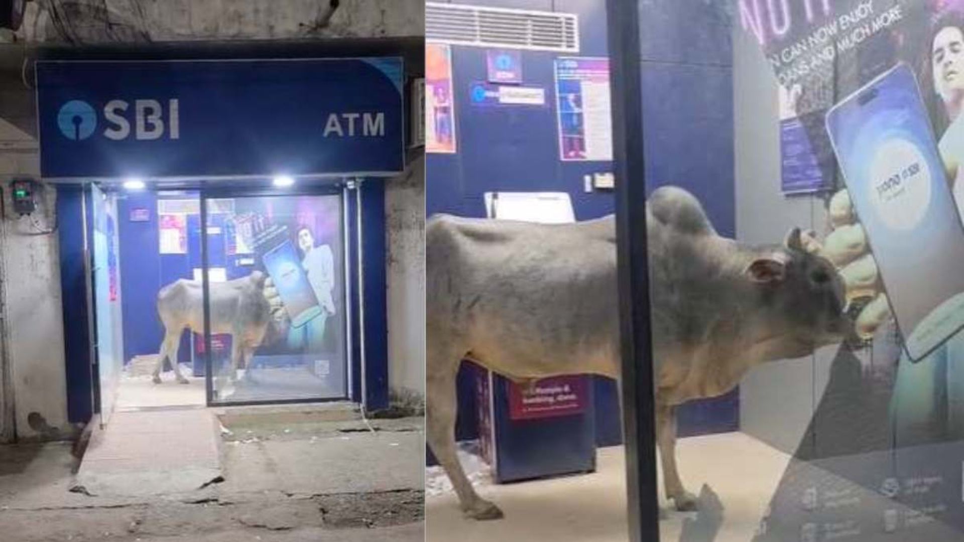 Raipur News: ATM के अंदर सांड देखकर लौटे ग्राहक, आवारा मवेशियों की समस्या पर फिर उठे सवाल