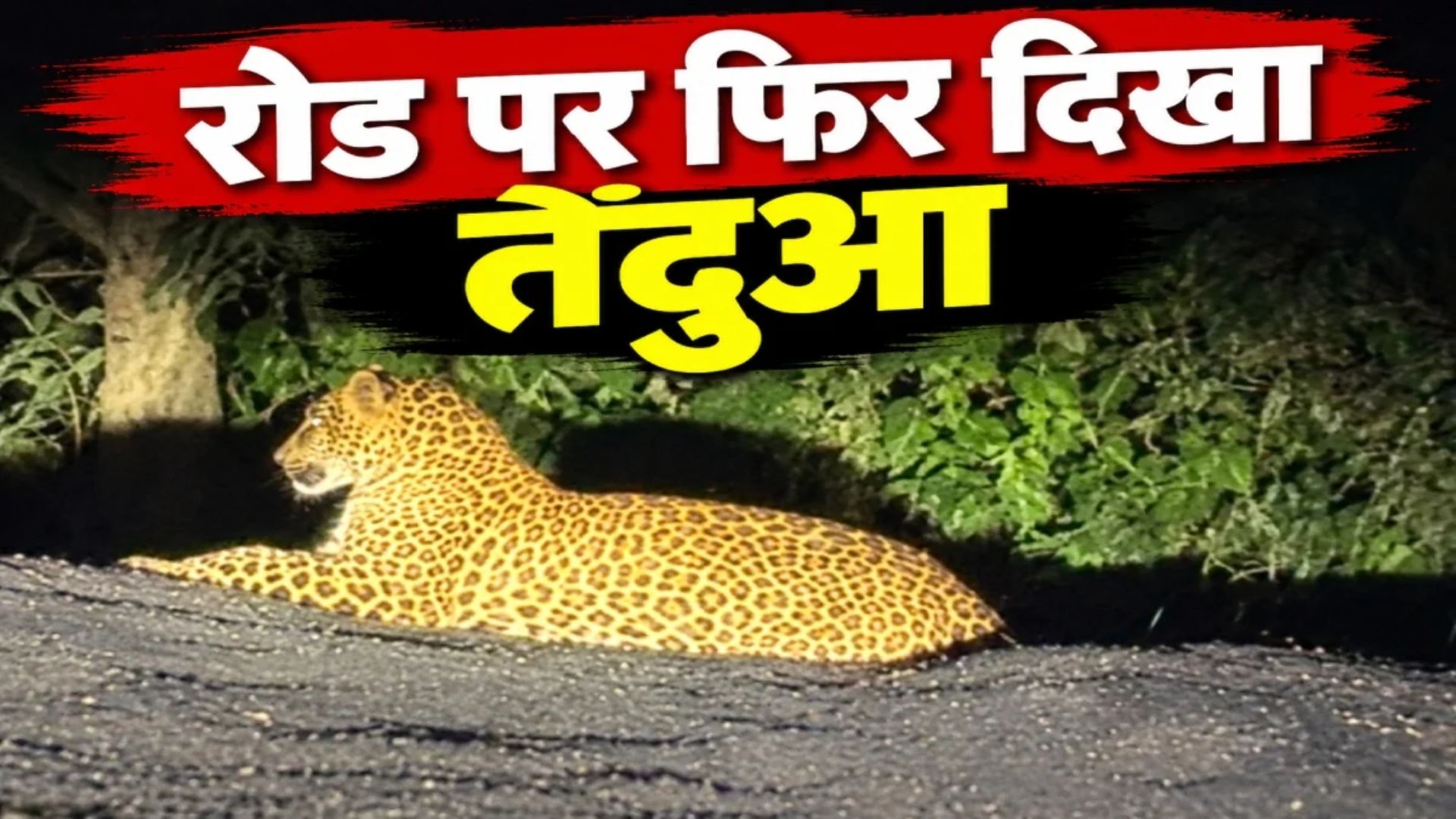 Dongargarh News: ढारा-घोटिया रोड पर रात में नजर आया तेंदुआ, बार-बार दिखने के बाद वन विभाग की निगरानी पर सवाल