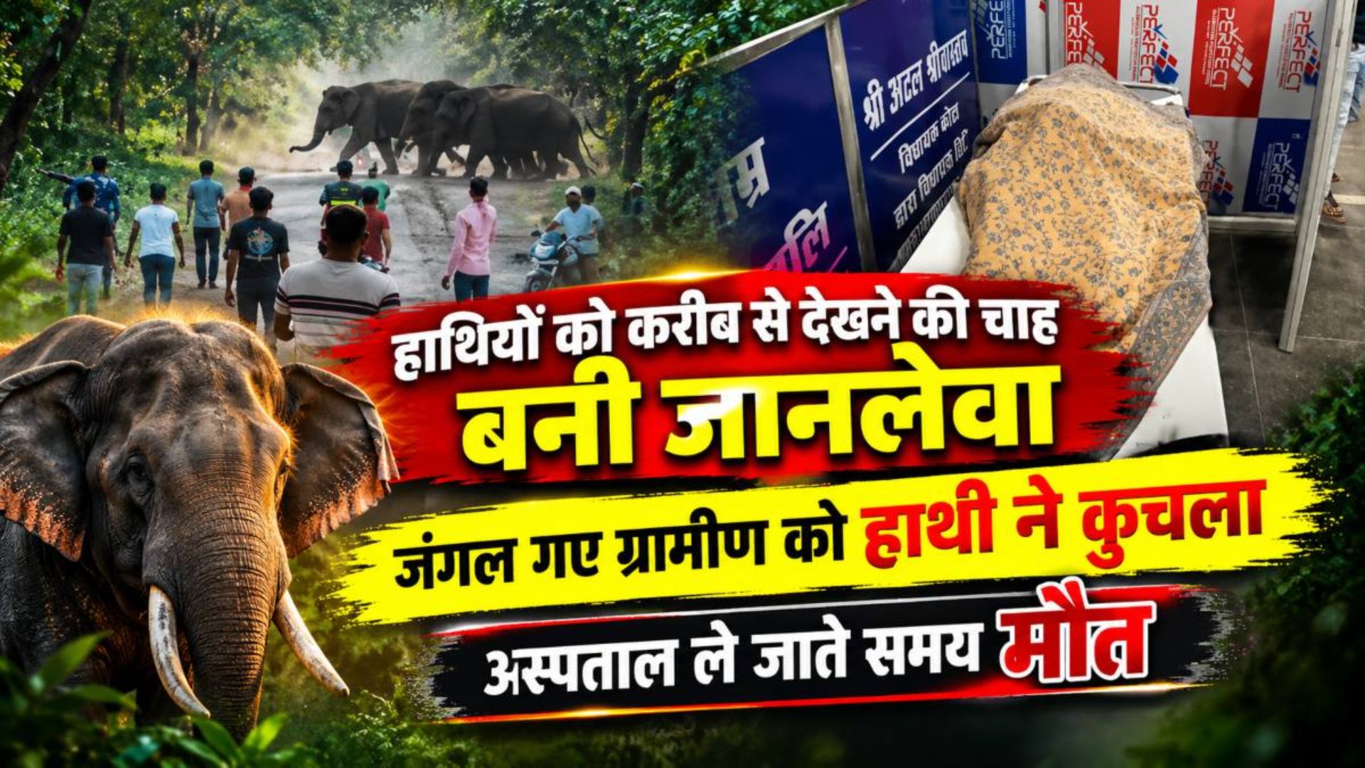 GPM Latest News: मरवाही के जंगल में हाथी का हमला, 36 वर्षीय केमला प्रसाद की मौत से गांव में शोक