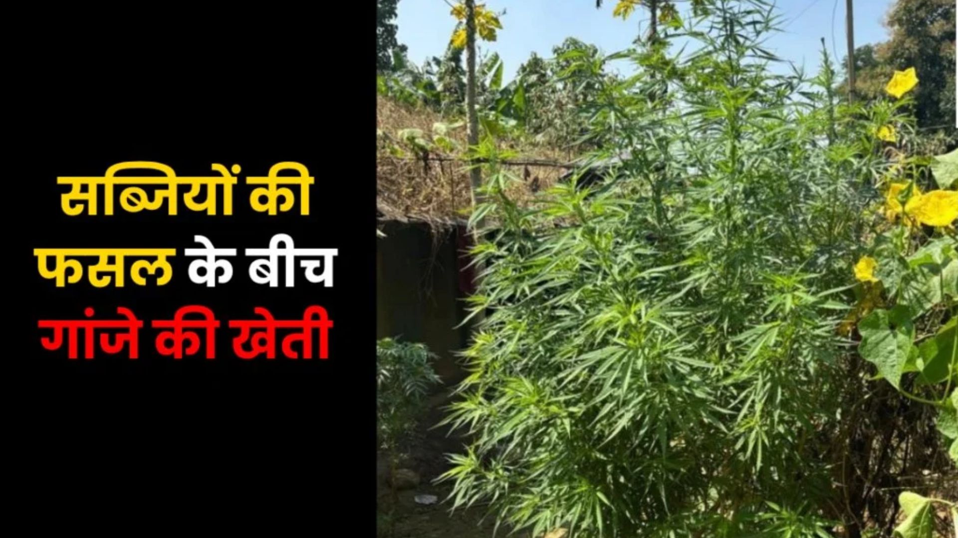 Balrampur News: सब्जी की आड़ में उगा रहा था गांजा, पुलिस ने 3.50 लाख रुपये की फसल जब्त कर आरोपी को भेजा जेल